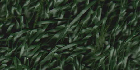EUROPEAN GRASS