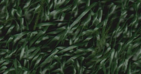 EUROPEAN GRASS