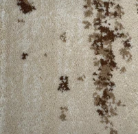 Jual Karpet Roll SIA-05.55 BEIGE ~dl/2026/1/6/whatsapp_image_2026_01_06_at_12_27_12